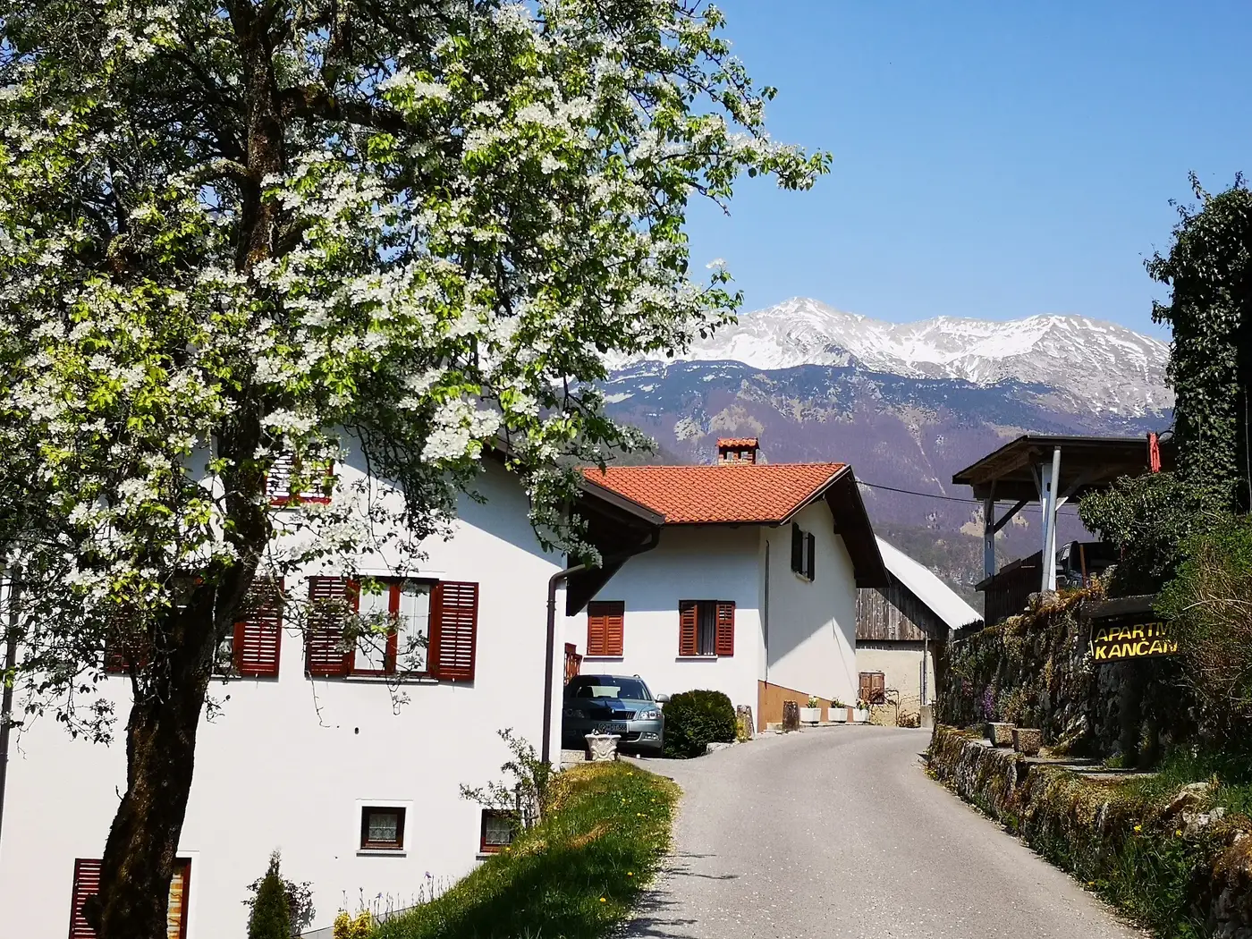 Hiša Apartma Kančan v Zadlaz-Žabčah, spredaj cvetoče drevo, zadaj zasnežene gore